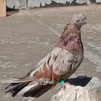کفتر سرور