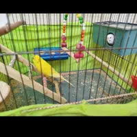 یک جفت مرغ عشق مولد