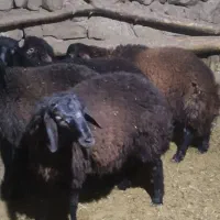 بره نر چاق|حیوانات مزرعه|زنجان, |دیوار