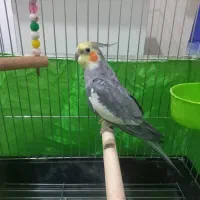 عروس هلندی نر|پرنده|کرج, شهرک بنفشه|دیوار