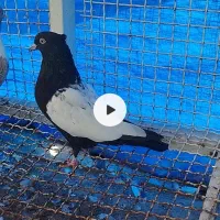 کفتر سینه سیاه