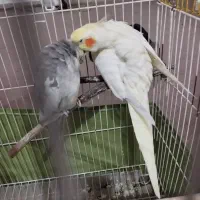 عروس هلندی|پرنده|ری, سیزده آبان|دیوار