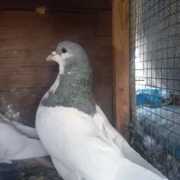 رنگی|پرنده|شیراز, کوشک میدان|دیوار