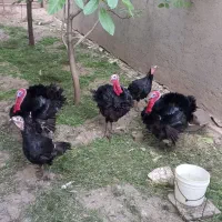بوقلمون انگلیسی بلک اصل