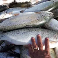 پخش ماهی قزل الآ شهرکرد