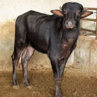 ۴۰ راس  گوساله گاومیش  پرواری تکی و عمده