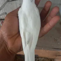 عروس هلندی و طوطی بر