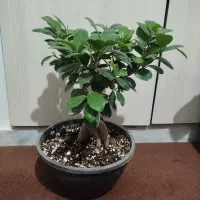 گل بونسای جنسینگ سبز سایز 3