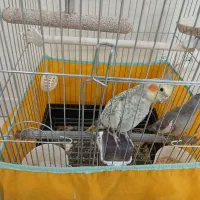 عروس هلندی با همه چی|پرنده|تهران, شکیبا|دیوار