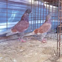 کفتر|پرنده|پارس‌آباد, |دیوار