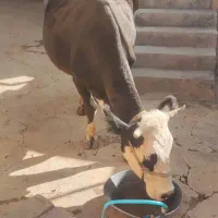 گوساله سمیتال ماده فروشی