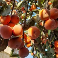 نهال فروشی علی همراهی|خدمات باغبانی و درختکاری|اراک, |دیوار