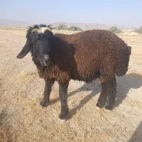 فروش بره نر