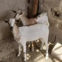 بز اوس