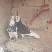 کبوتر شازده پرش