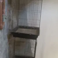قفس پرنده کاسکو، طوطی