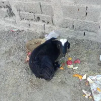 چهار گوسفند خوب|حیوانات مزرعه|چابهار, |دیوار