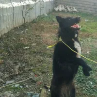 سگ گرگی|سگ|قائم‌شهر, |دیوار