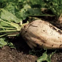 چغندر فروشی