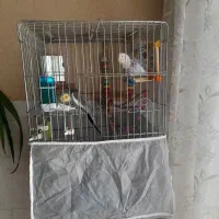 عروس هلندی و طوطی برزیلی با قفس