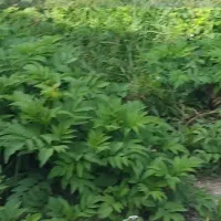 فروش زمین سیاه اسطلخ بوستان ۱۴ و ۱۵