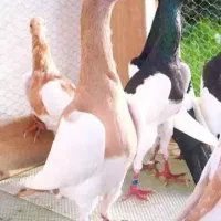 یهودی پیدا شده