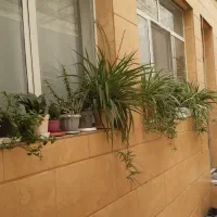 ۲۵ گل بزرگ|گل و گیاه طبیعی|محمدیه-قزوین, |دیوار