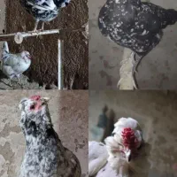 تخم مرغ گلین|حیوانات مزرعه|زنجان, |دیوار