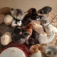 دستگاه جوجه کشی اجاره ای