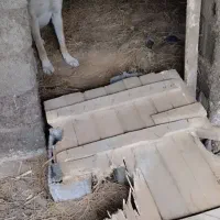 سگ نگهبان|سگ|لاهیجان, بازکیاگوراب|دیوار