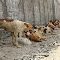 بنماله سگ