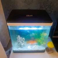 فروش اکواریوم باماهی قرمز وسفید|ماهی|بندرعباس, |دیوار