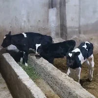 گوساله شیری