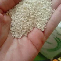 برنج نیم دانه ودرشت هاشمی آستانه اعلاو هاشمی معطر|خوردنی و آشامیدنی|الوند, |دیوار