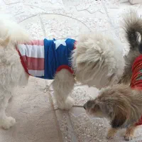 دوتا سگ زیبا و باهوش