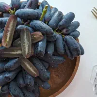 انواع نهال انگور