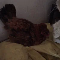 مرغ دورگه کرچ