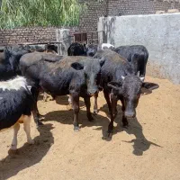 ۲۰راس گوساله لاغر‌
