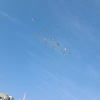 کبوترپلاکی۳۰۰