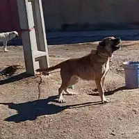 ماده سراب پدری از تایسون ممد بارات