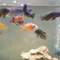 تعدادی ماهی سیچلاید