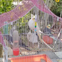 عروس هلندی|پرنده|بومهن, |دیوار