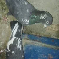 کبوتر|پرنده|دامن, |دیوار