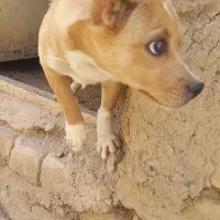 واگذاری ماده روباهی