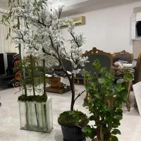 درختچه های زیبا و جذاب با برگهای مصنوعی تنه طبیعی|گل مصنوعی|بهشهر, |دیوار