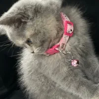 گربه