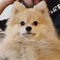 پامر روباهی نر