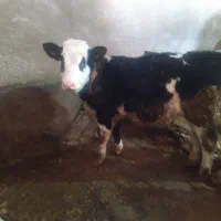 گوساله نر وماده سیمینتال