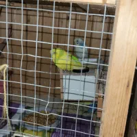 مرغ عشق مولد با جوجه و تخم|پرنده|اهواز, کمپلو جنوبی|دیوار