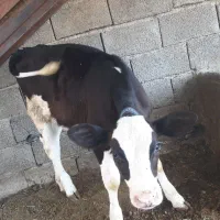 گوساله ماده